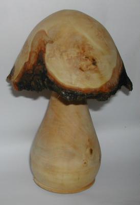 champignon en tilleuil