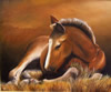 le site de l'art du cheval laurence pierre-jean