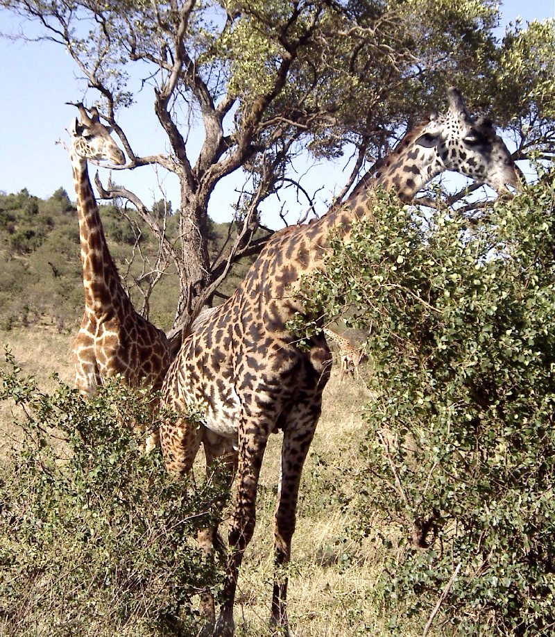 Wallpaper 2 belles girafes Animaux