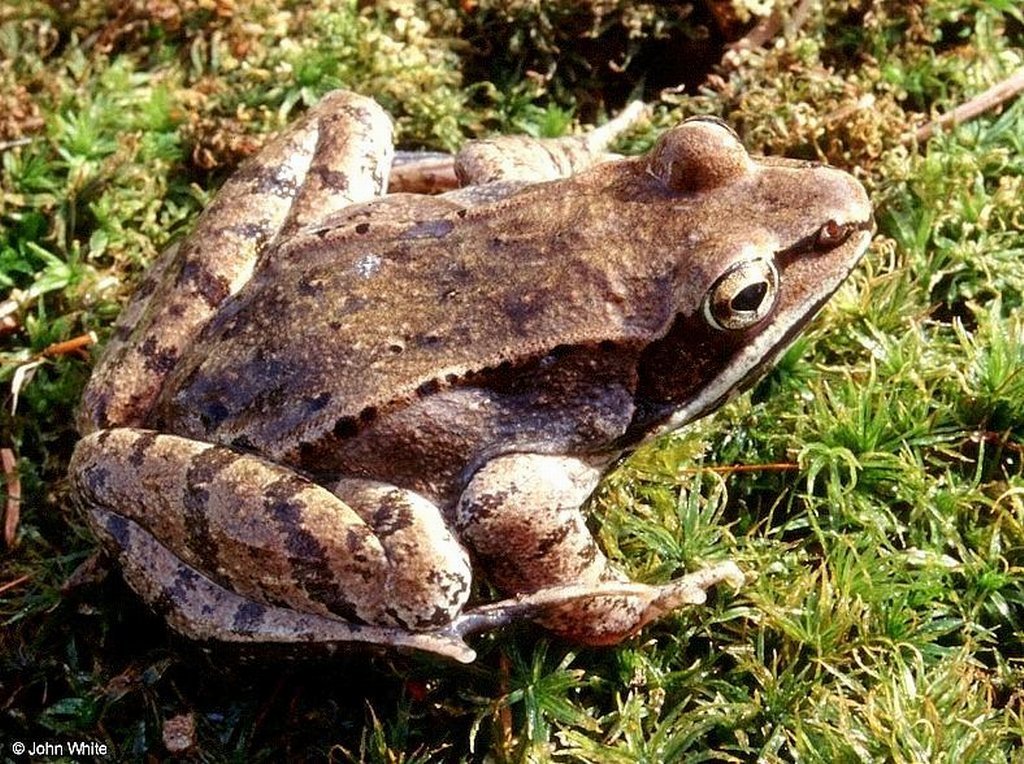 Wallpaper grenouille Animaux