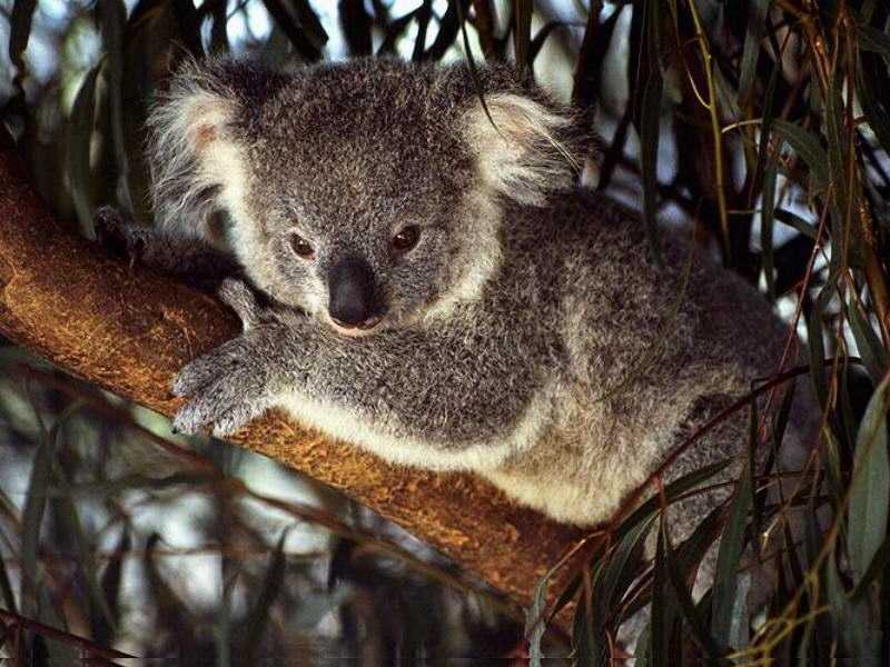 Wallpaper koala Animaux