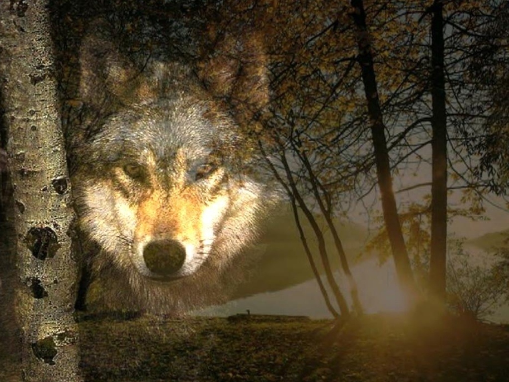 Wallpaper Animaux loup