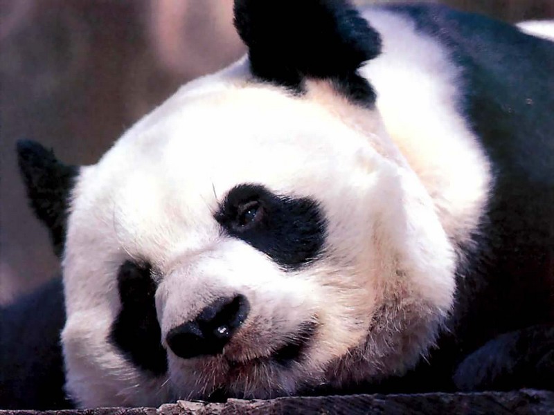 Wallpaper panda Animaux