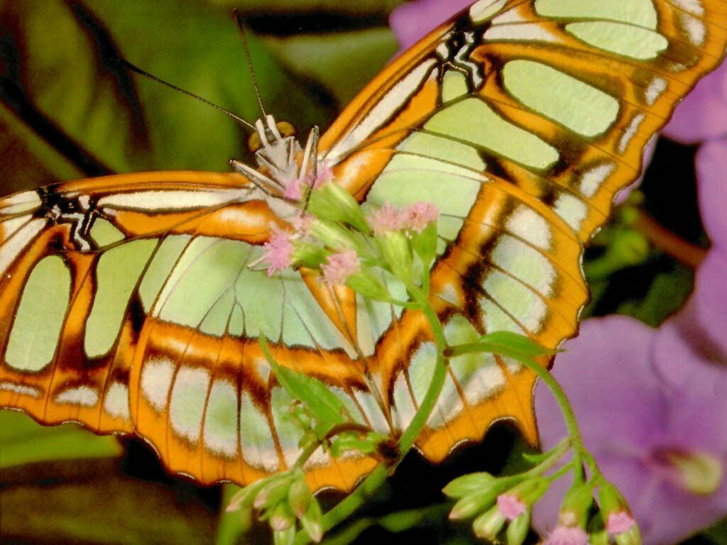 Wallpaper papillon Animaux