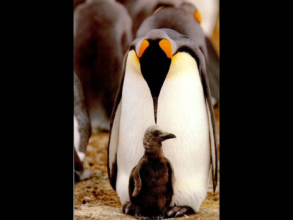 Wallpaper pingouin Animaux