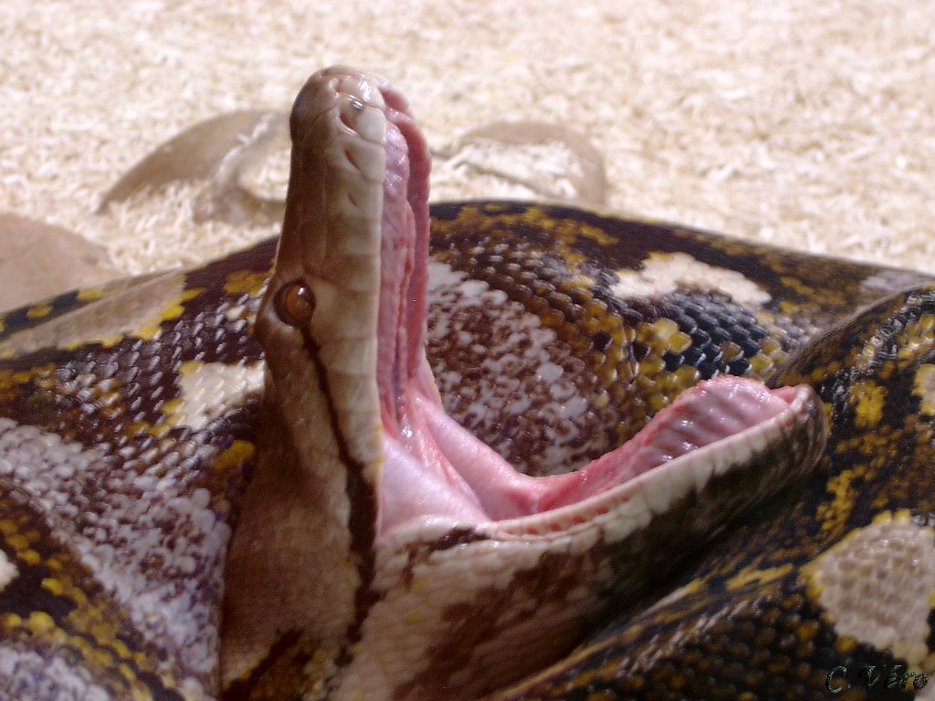 Wallpaper serpent Animaux