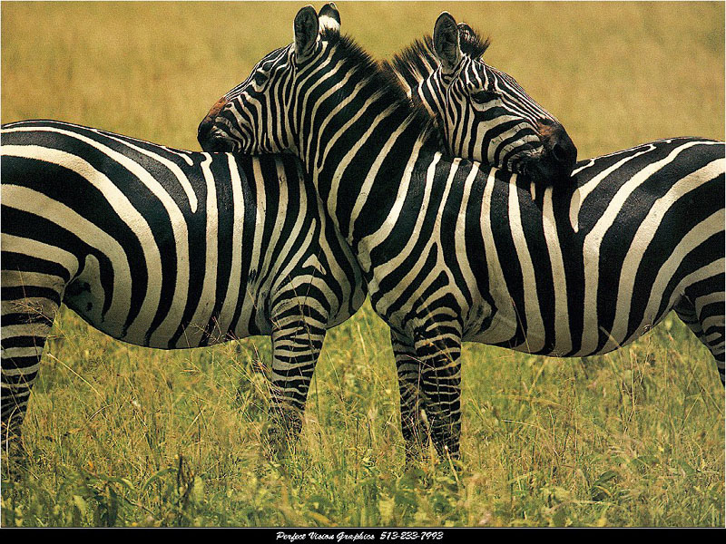 Wallpaper Animaux zebre