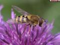 Wallpaper Animaux abeille