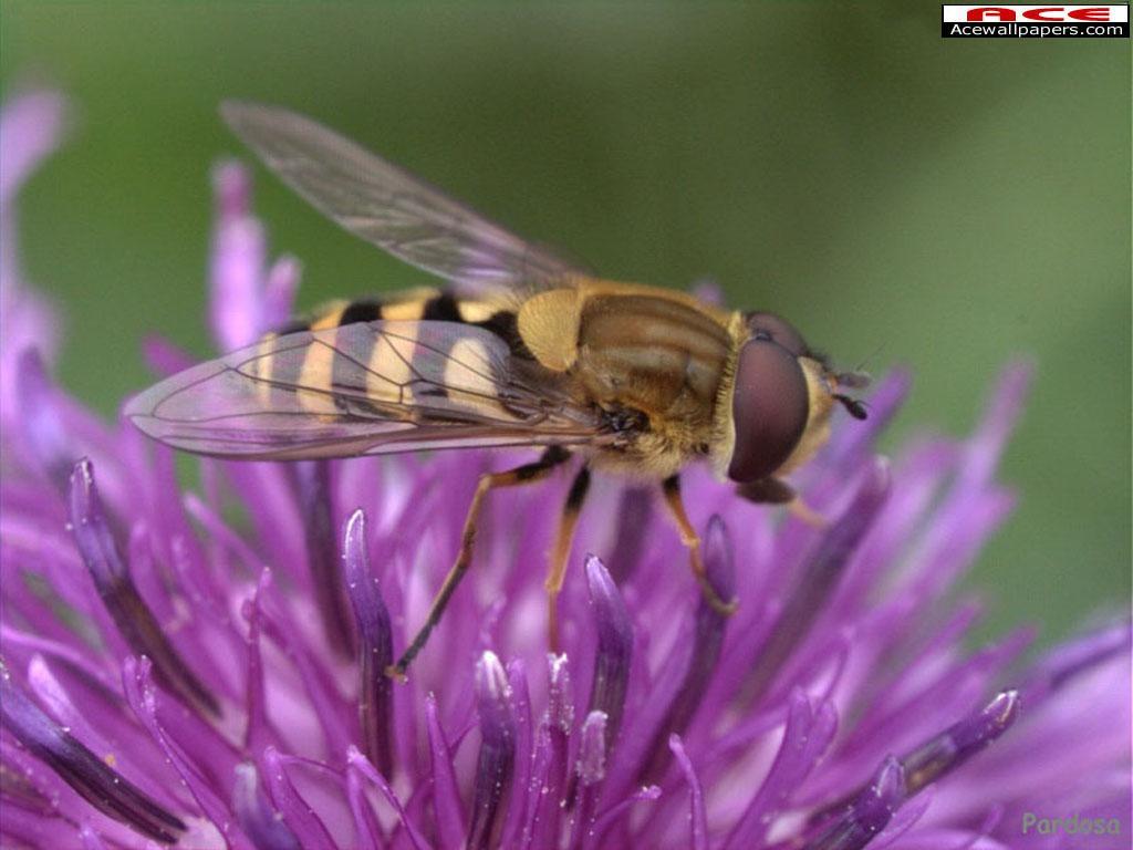 Wallpaper Animaux abeille