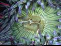 Wallpaper Animaux anemone