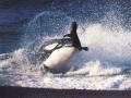 Wallpaper Animaux baleine