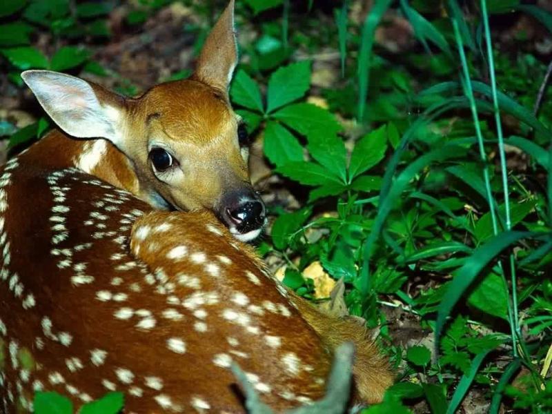 Wallpaper Animaux bebe cerf