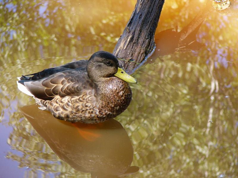 Wallpaper Animaux canard