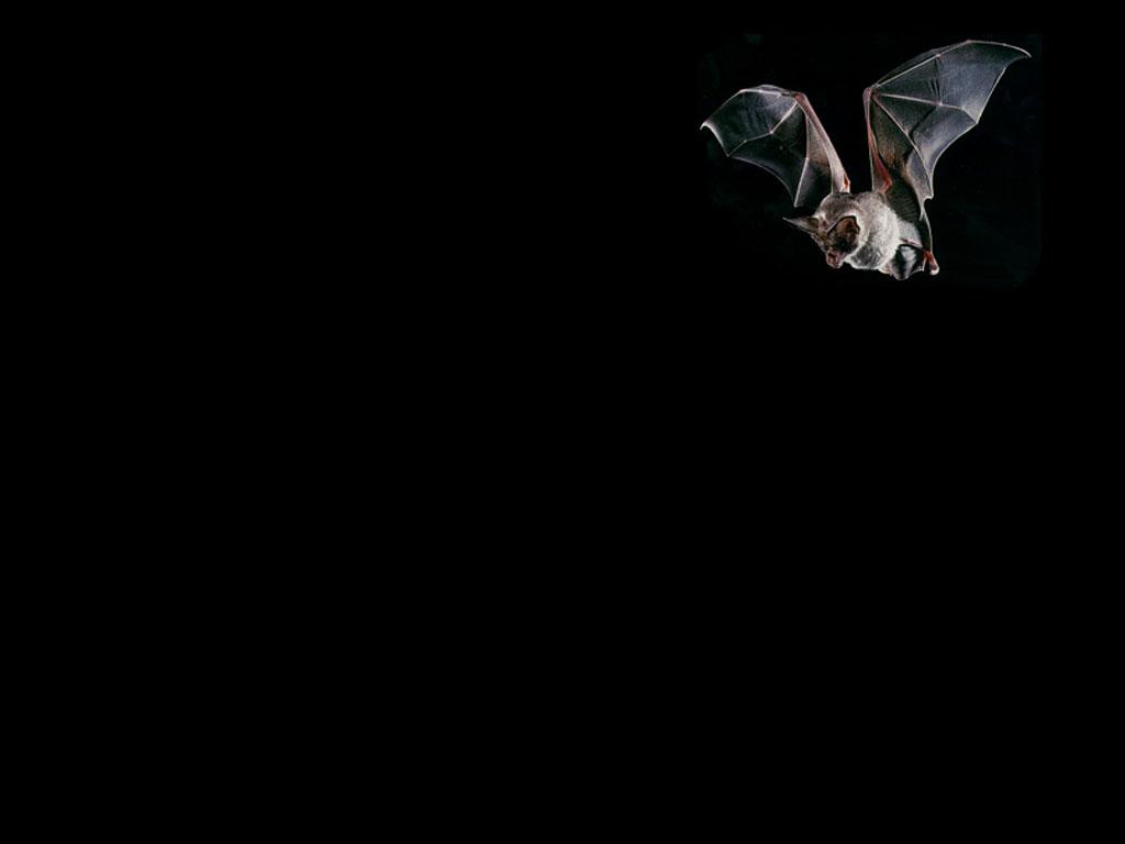 Wallpaper chauve souris Animaux