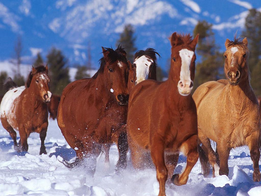 Wallpaper chevaux Animaux