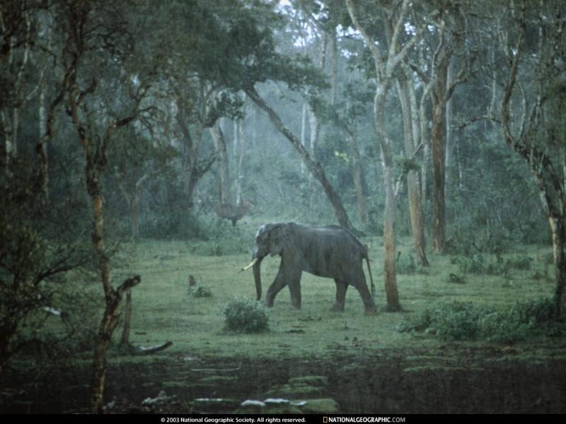 Wallpaper Animaux elephant