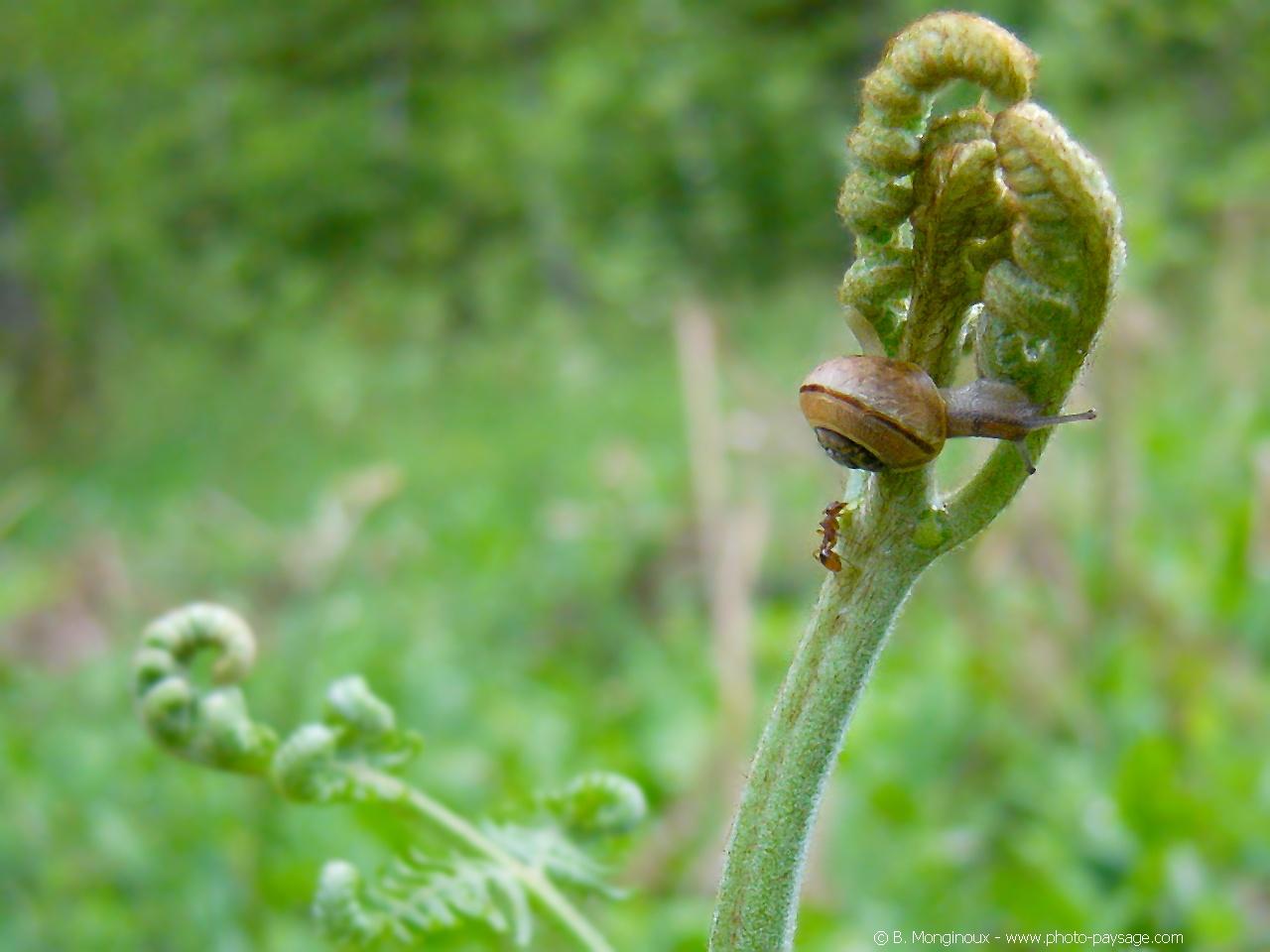 Wallpaper Animaux escargot