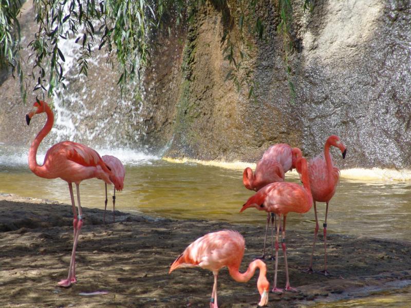 Wallpaper flamant rose Animaux