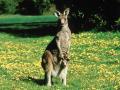 Wallpaper Animaux kangourou