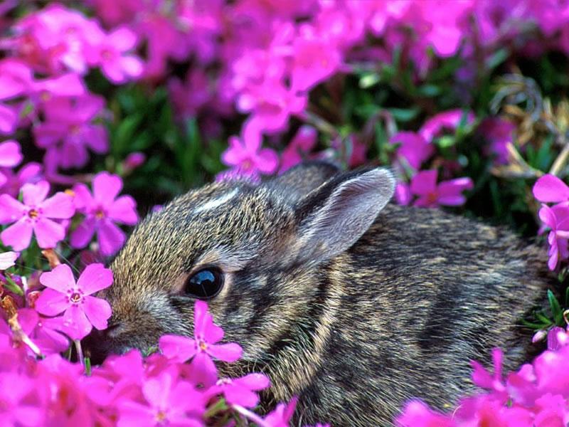 Wallpaper Animaux lapin