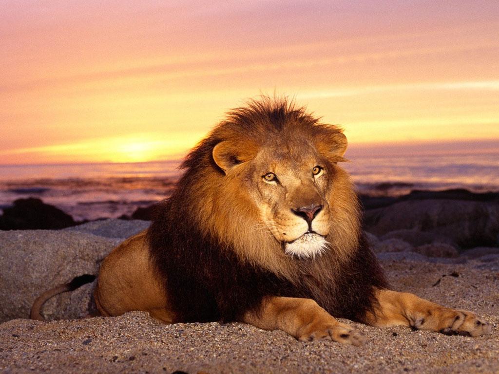 Wallpaper Animaux lion