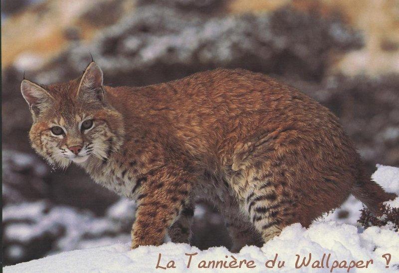 Wallpaper lynx Animaux