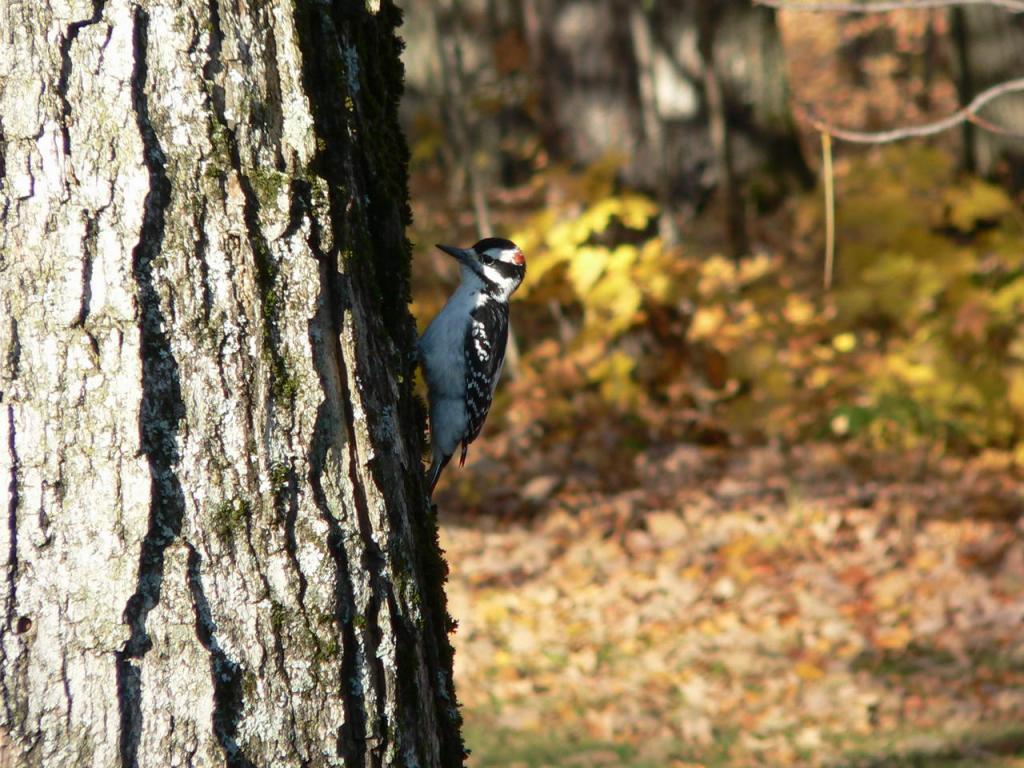 Wallpaper Animaux oiseau