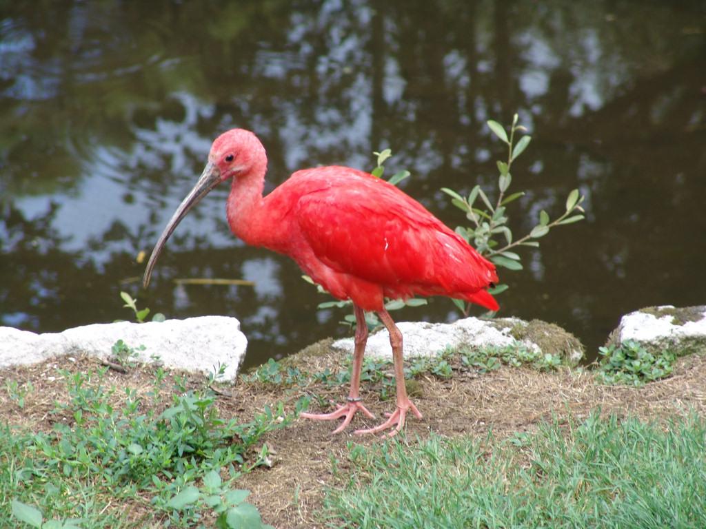 Wallpaper Animaux oiseau rouge