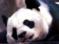 Wallpaper Animaux panda