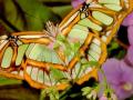 Wallpaper Animaux papillon