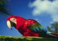 Wallpaper Animaux perroquet
