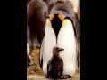 Wallpaper Animaux pingouin
