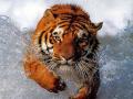 Wallpaper Animaux tigre