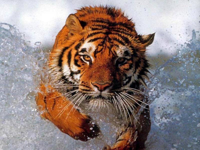 Wallpaper tigre Animaux