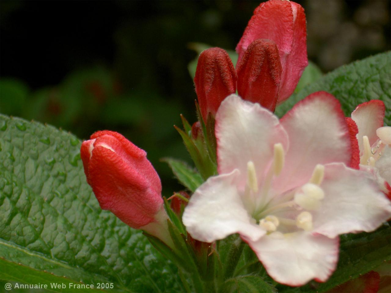 Wallpaper Fleur Nature Environnement