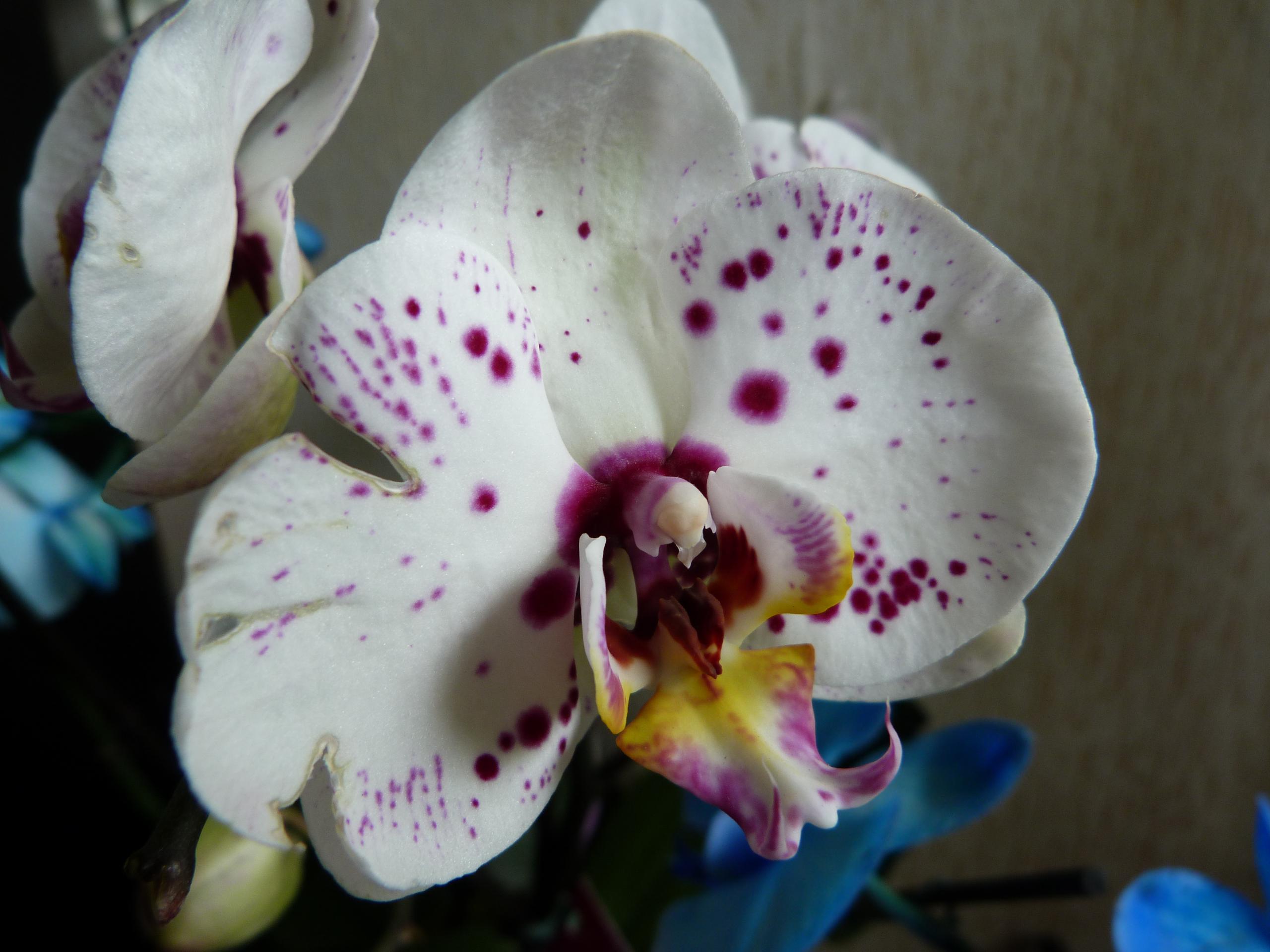 Wallpaper Orchidee Grands formats - Hautes resolutions