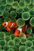 Wallpaper iPhone Nemo Poisson Clown