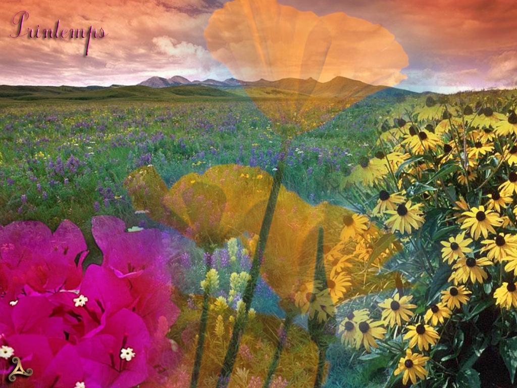 Wallpaper Design Web printemps