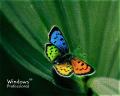 Wallpaper papillon
