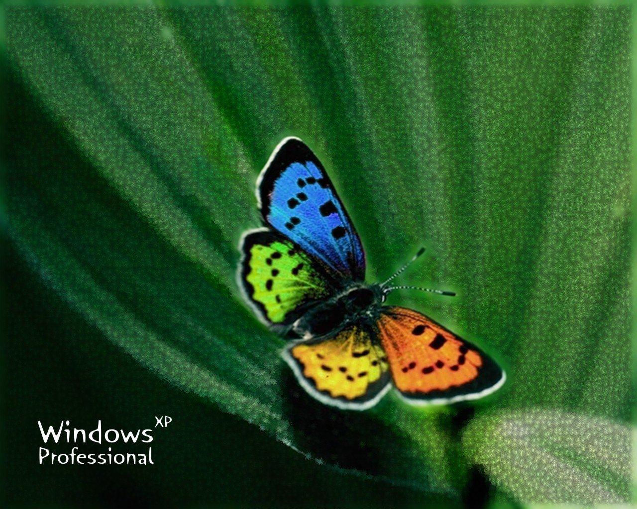 Wallpaper papillon Theme Windows XP