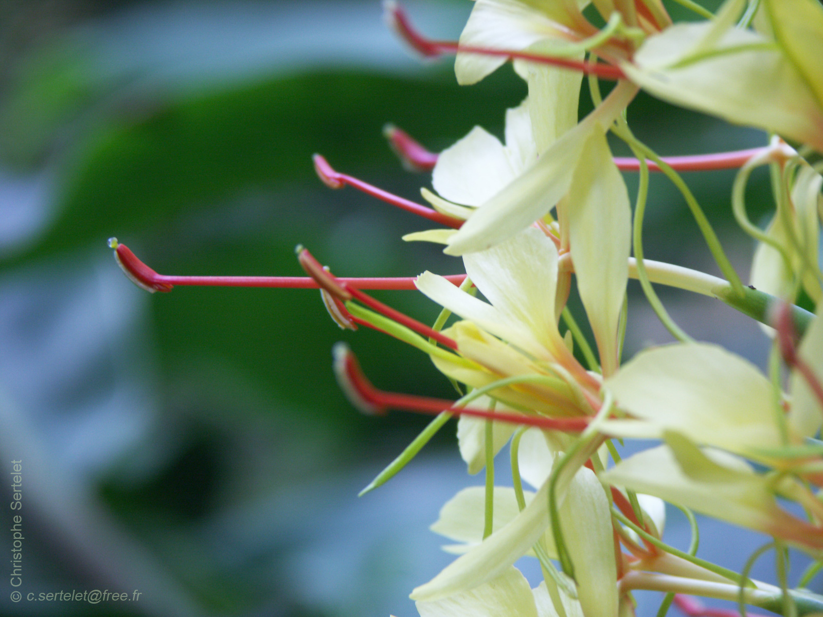 Wallpaper fleur madere Nature Environnement
