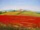 champ de coquelicots