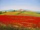 champ de coquelicots