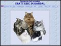 norvegien - chat norvegien Chatterie Durandal